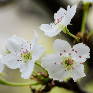 亚洲精品高清无码视频
